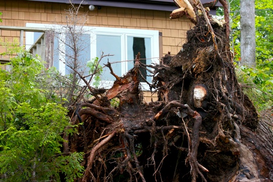 tree roots from Hurricane Irene