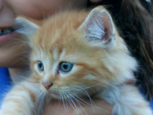 Photos of Kitten Antics