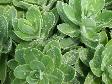 Sedum