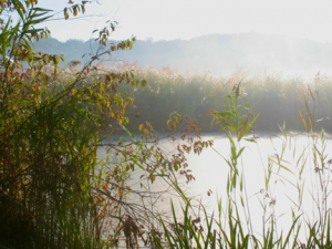 Photos of a Marsh Morning