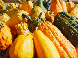 Gourds