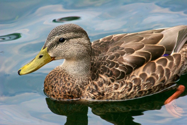 duck poem, duck poems