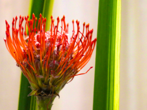 Hartford Flower Show