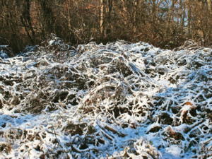 Groundhog Day Poem by Blog Reader