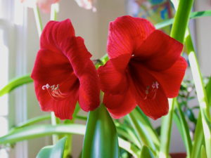 Photos of our Re-blooming Amaryllis