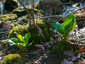 Photos from a Hike in the Woods