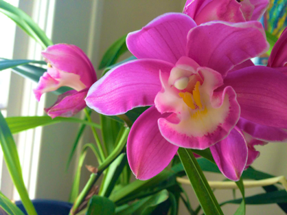 reblooming orchid