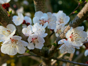 Apricot Blossoms