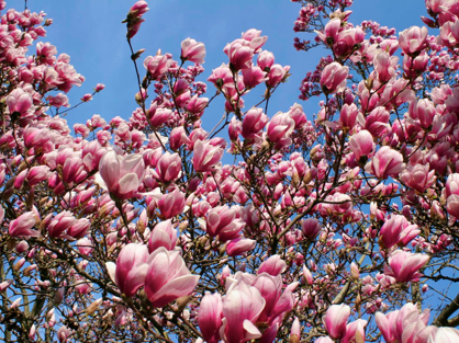 magnolia blossoms