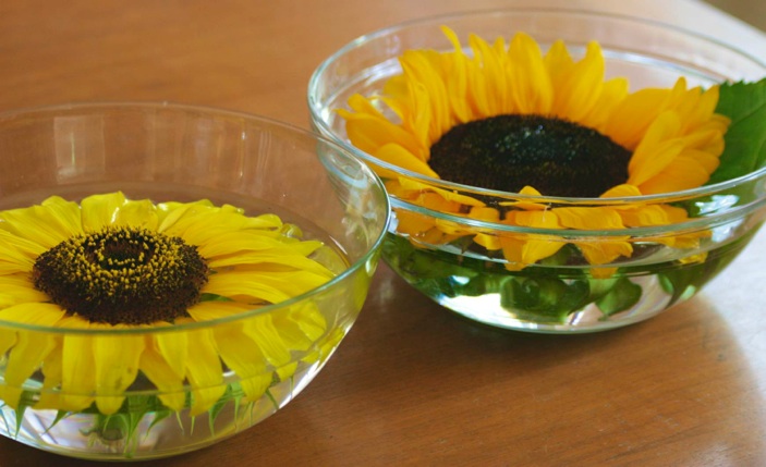 Floating sunflowers