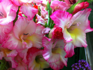 Photos of Cut Flowers at Holbrook Farm