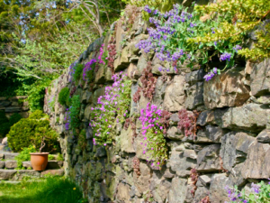 Plants in a Retaining Wall