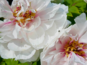Swarthmore Peonies