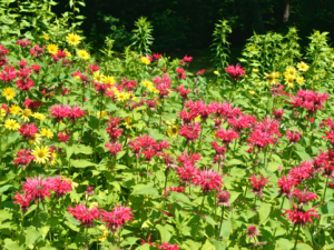 Bee Balm Photos