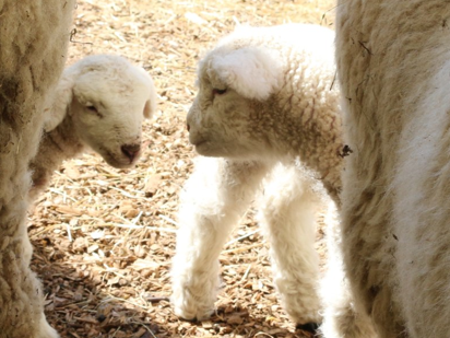 pictures of baby lambs