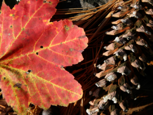 What Do You Want to Remember?