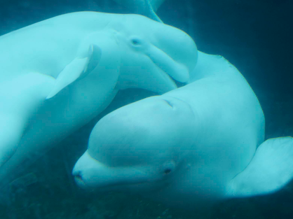 beluga whale mystic aquarium