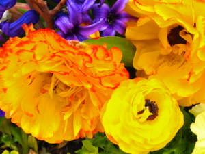 Potted Flowers at New Pond Farm