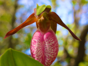I Saw a Lady’s Slipper in the Woods