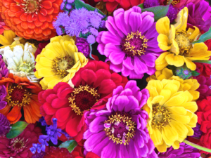 Zinnia Bouquets