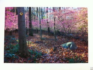Mary Ann Kulla’s Photography Show