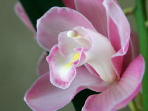 Another Re-blooming Orchid
