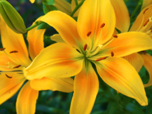 Photos of Fields, Flowers, and Fowl in Ohio