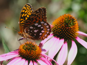 Butterfly and Flower