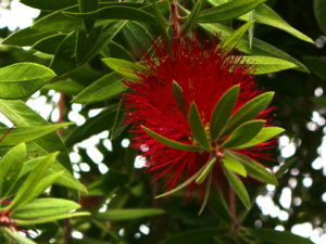 Bottle Brush Bush