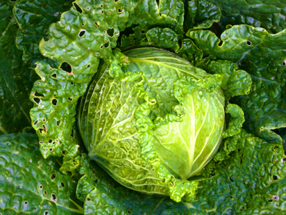 braised savoy cabbage