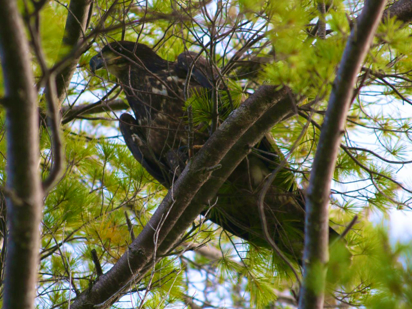 fledgling bald eagle