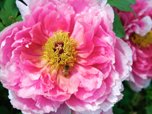 Quotes About Perfection from the Bible