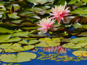 Poem by Rosemerry Wahtola Trommer: Unapologetic