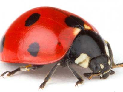 Ladybug poem
