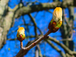 New Poem: Turning Over a New Leaf (with Photos)