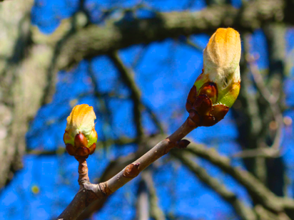 new leaf poem, Polly Castor poetry, spring leaf photos