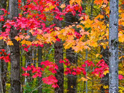 Fall foliage Vermont