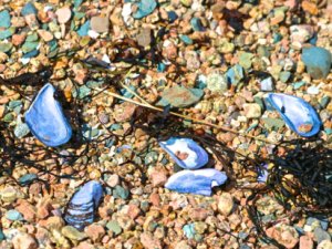 New Poem: My Heart is at Low Tide (with Photos)