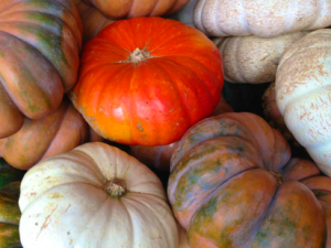 Gorgeous Gourds