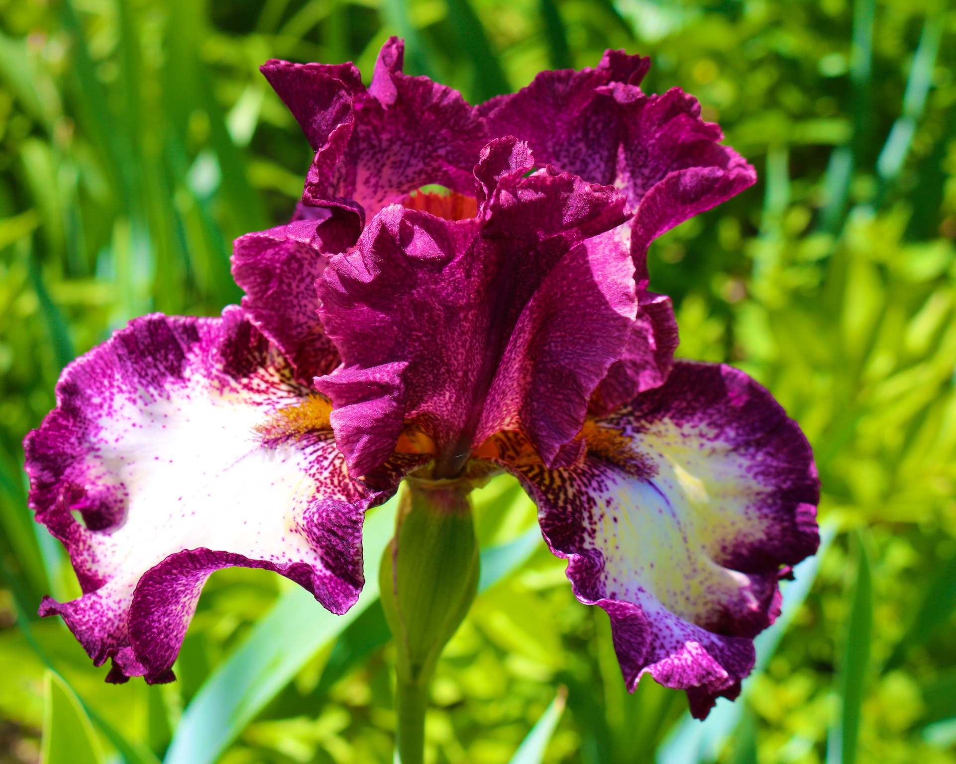 iris picture, iris pictures, iris photo, photos of irises, photo of irises