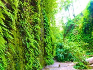 Fern Canyon