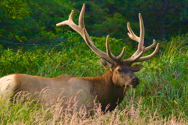 Elk photos