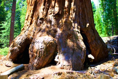 Sequoia National Park photos