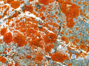 Lichen, Flowers, and Rock Face in the Canadian Rockies