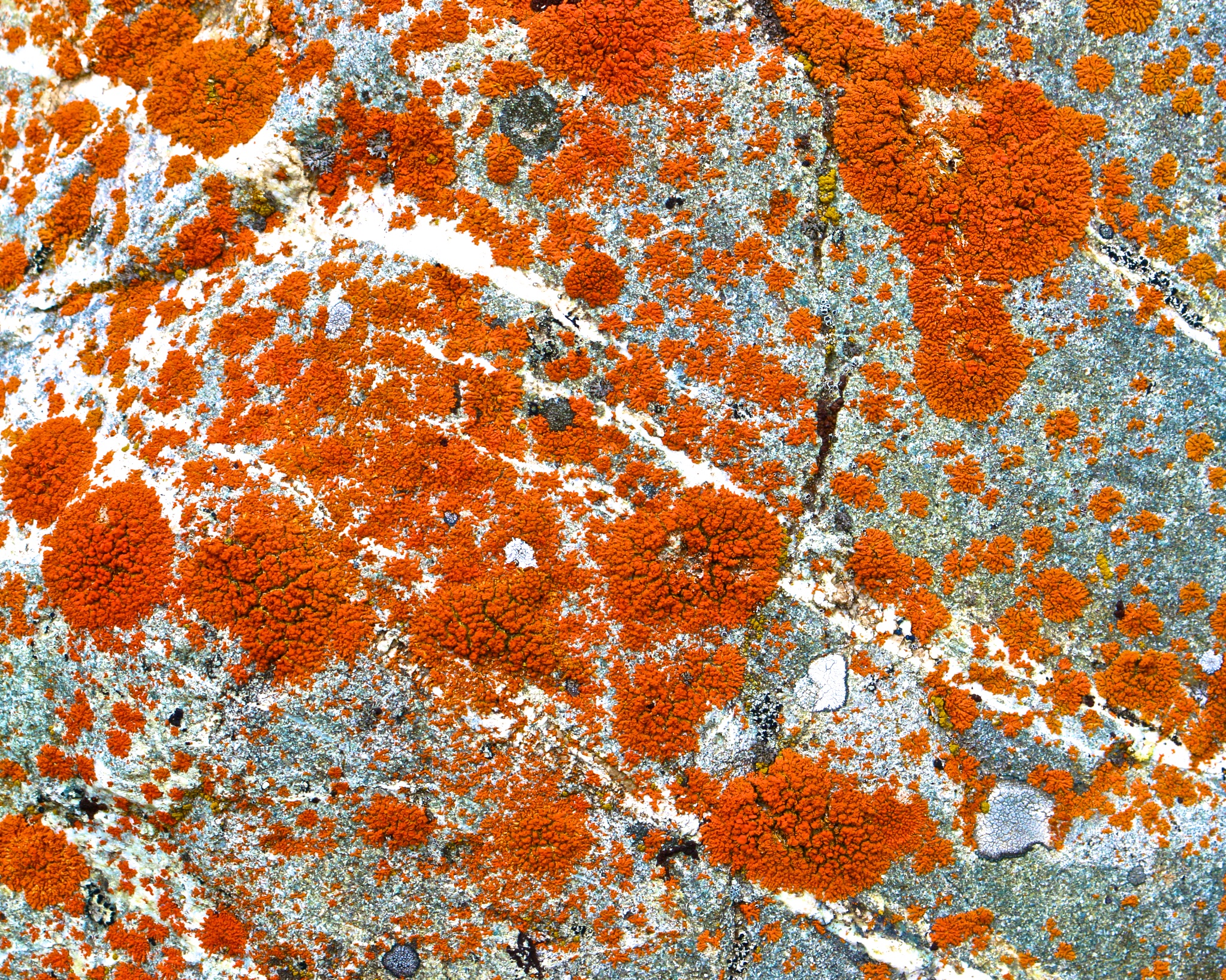 Lichen Photos