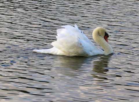 photos of swans