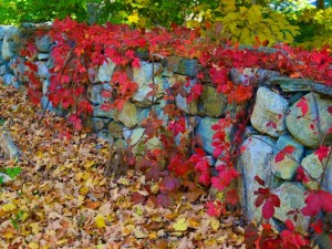 New Poem: The Beauty of Poison Ivy