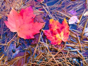 Richard Rohr on Religion and Poetry