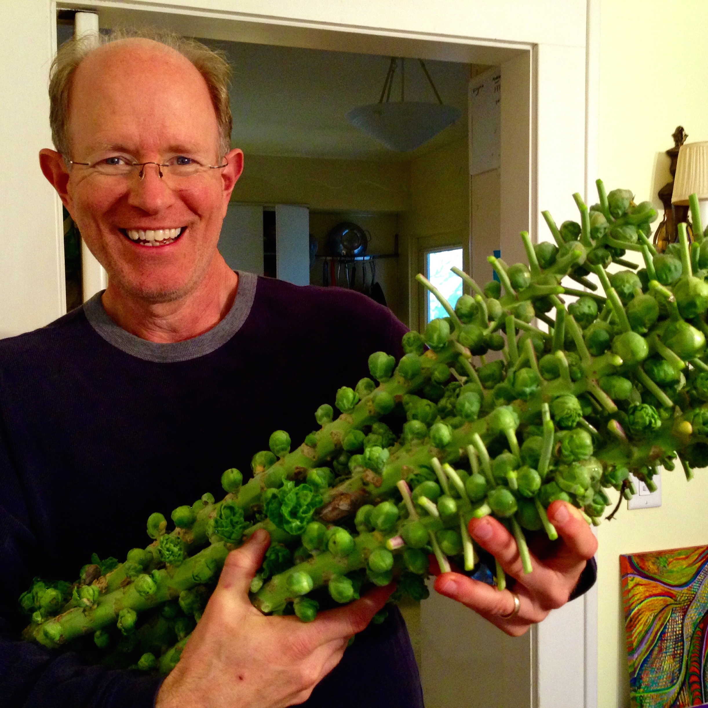 harvested homegrown Brussels sprouts