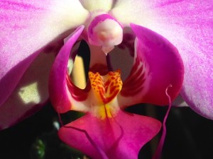 Orchid Photos